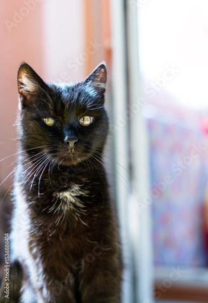 Fototapeta Portrait of a black cat with shiny fur and a white chest spot, showing one eye with corneal opacity sitting at home, veterinary concept