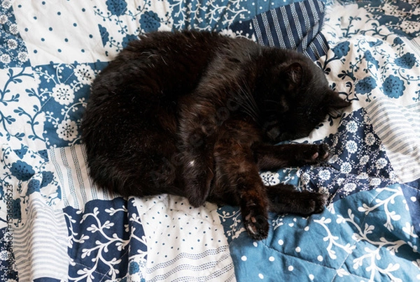Fototapeta Black cat sleeping peacefully on a cozy blue and white patchwork blanket. The feline rests curled up, showing comfort and serenity