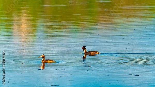 Obraz Podiceps cristatus, great crested grebe, swimming in a pond on a sunny spring day