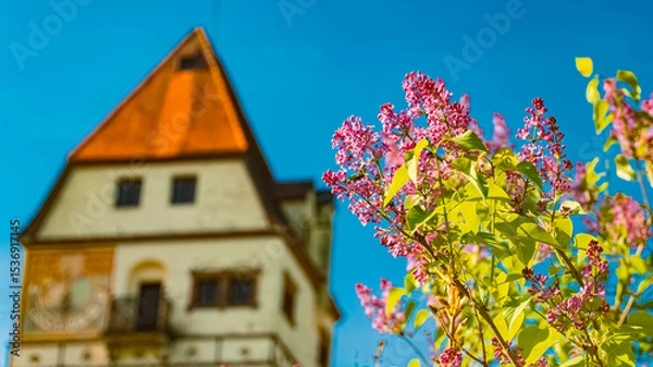 Obraz Syringa josikaea, hungarian lilac, in front of a water castle on a sunny spring day at Schoenau, Rottal Inn, Bavaria, Germany