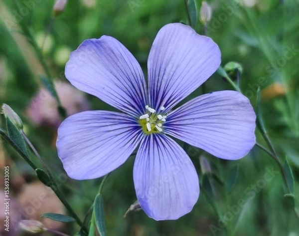 Obraz Leien in Blüte