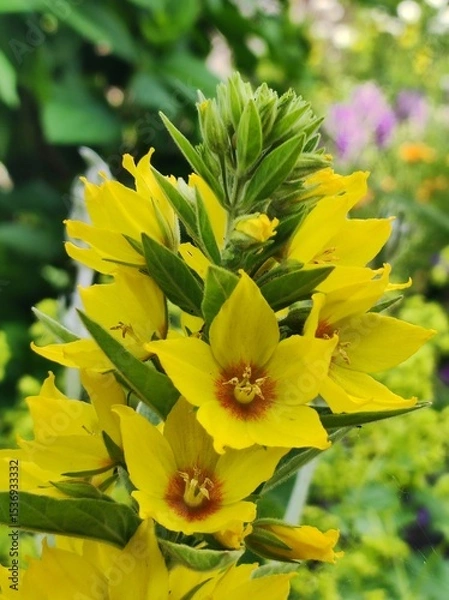 Obraz yellow flowers in the garden