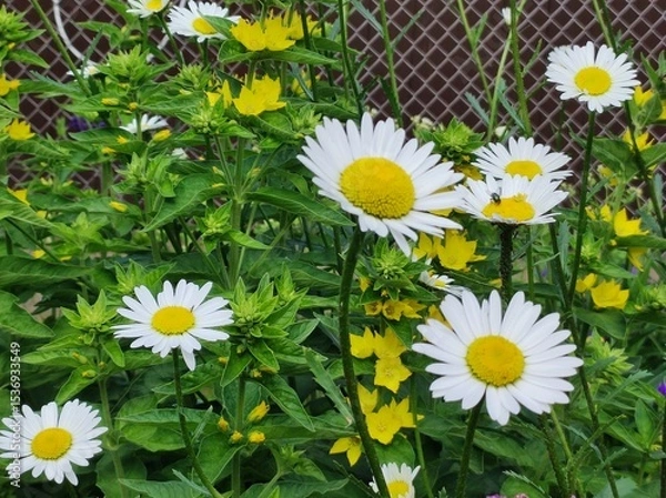 Obraz daisies in the garden