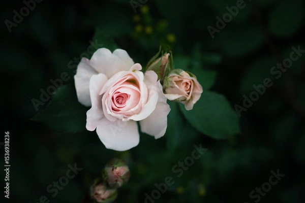 Fototapeta Withered rose in the garden. Shallow depth of field.