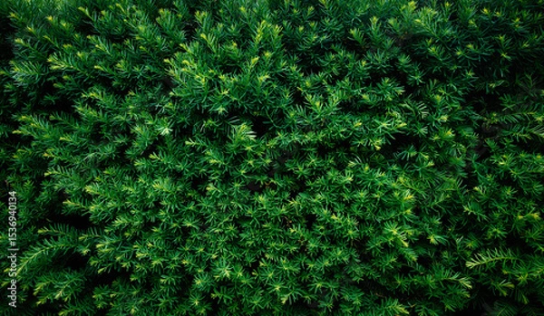 Fototapeta Taxus branches at sunlight. Selective focus. Shallow depth of field.