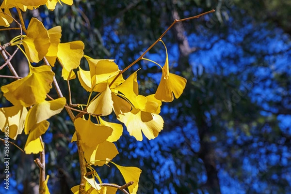Fototapeta Bright yellow fan-shaped leaves of ginkgo tree  ( Ginkgo biloba ) against coniferous trees in park