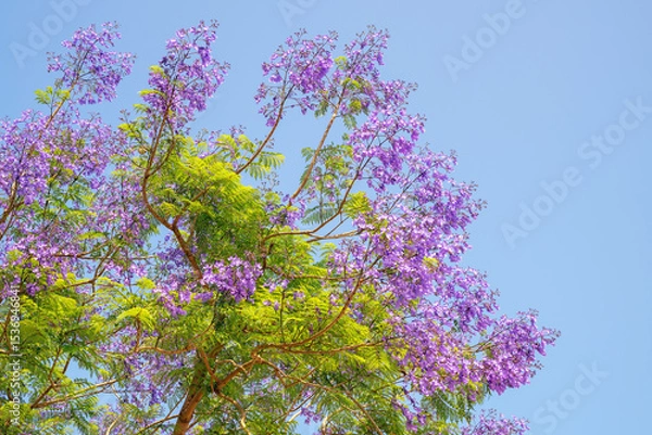 Fototapeta Branches of Blue Jacaranda tree with attractive violet flowers against blue sky. Jacaranda mimosifolia. Copy space