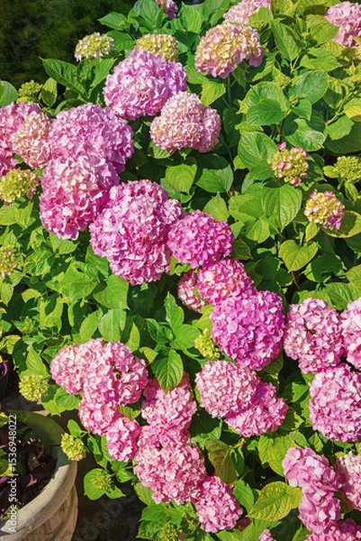 Fototapeta Beautiful pink flowers of Hydrangea in garden on sunny day. Hydrangea macrophylla