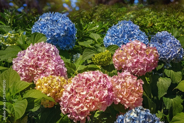Fototapeta Colorful hydrangea flowers in garden on sunny summer day. Hydrangea macrophylla