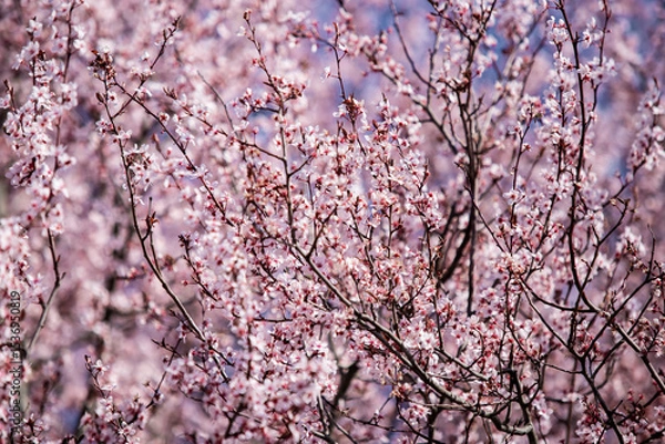 Obraz pink cherry blossom