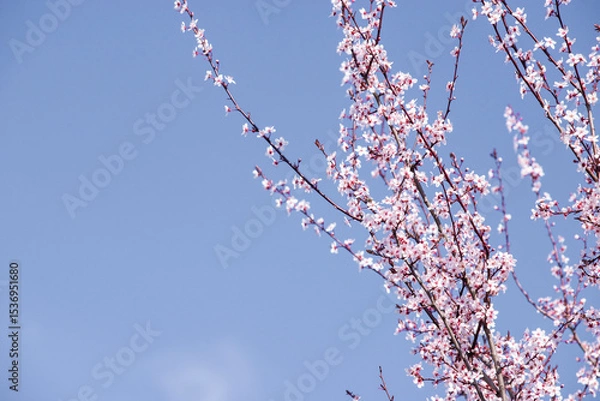 Obraz cherry blossom in spring