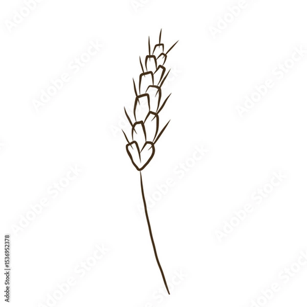 Obraz Ear of wheat or spelt ink sketch. Dried whole grains, cereal harvest, agriculture, organic farming, healthy food symbol. Ears of wheat are drawn by hand. Vector illustration on isolated background