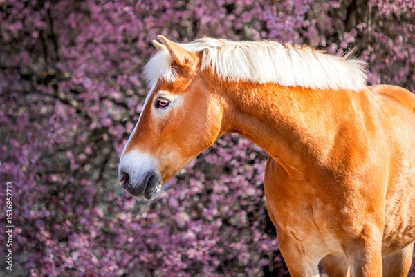 Obraz horse in the field