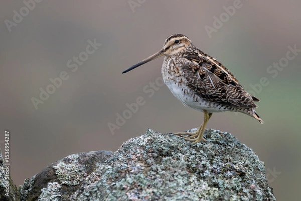 Obraz Common snipe, Gallinago gallinago