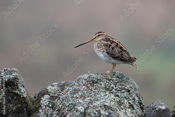 Obraz Common snipe, Gallinago gallinago