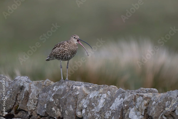 Obraz Curlew, Numenius arquata