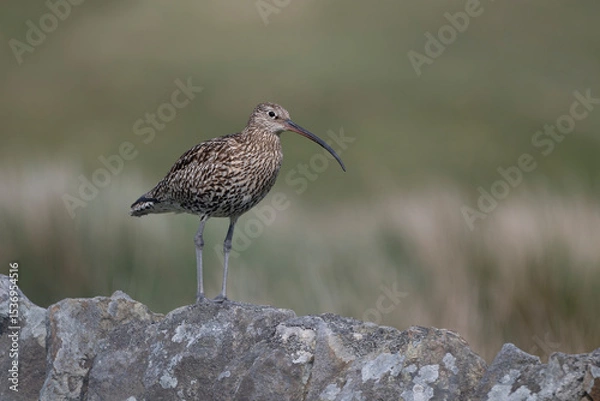 Obraz Curlew, Numenius arquata