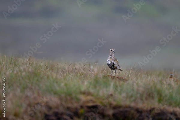 Obraz Golden plover, Pluvialis apricaria