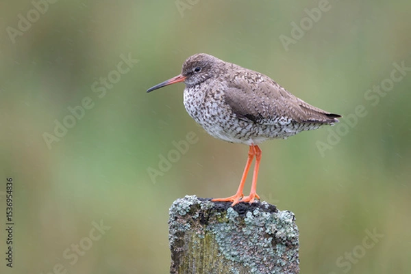 Obraz Redshank, Tringa totanus