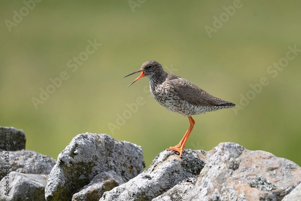 Fototapeta Redshank, Tringa totanus