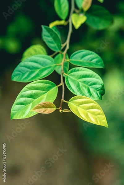 Obraz fresh green leaves