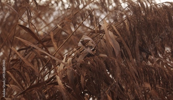 Fototapeta Dry erupted reeds weigh in the wind and dusk, in the blurred background water. The dryness of the flowers are still full of seeds