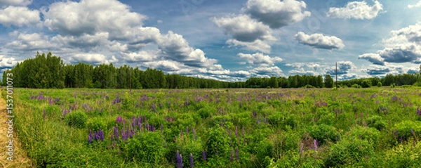 Obraz Beautiful natural scenic panorama green field of grass and lupines flowers into and blue sky with clouds on horizon. Perfect green grass and road on summer sunny day.