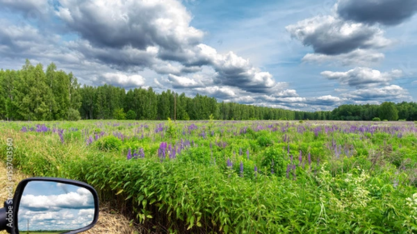 Obraz Beautiful natural scenic panorama green field of grass and lupines flowers into and blue sky with clouds on horizon. Perfect green grass and road on summer sunny day.