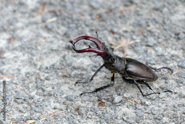 Fototapeta Hirschkaefer