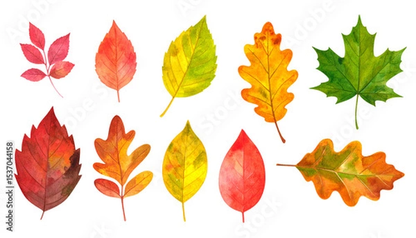 Fototapeta Feuilles d'automne, ensemble de feuilles diverses (matériel d'illustration avec texture aquarelle)