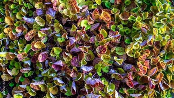 Obraz Background of colorful leaves. Top view.
