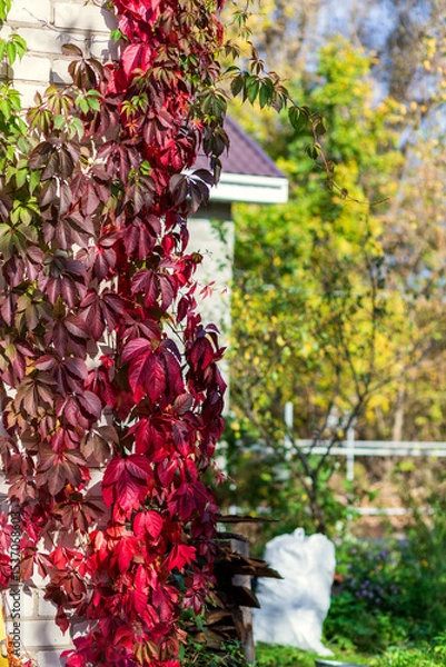 Obraz A luxurious living fence of wild grapes in all its autumn glory fiery red, purple and golden leaves create beauty in sunny autumn day..