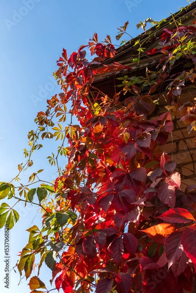 Obraz A luxurious living fence of wild grapes in all its autumn glory fiery red, purple and golden leaves create beauty in sunny autumn day..