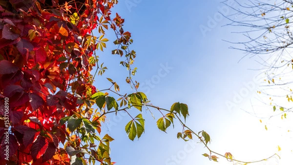 Obraz A luxurious living fence of wild grapes in all its autumn glory fiery red, purple and golden leaves create beauty in sunny autumn day..