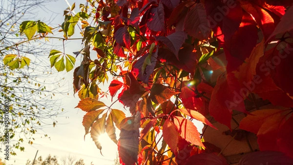 Obraz A luxurious living fence of wild grapes in all its autumn glory fiery red, purple and golden leaves create beauty in sunny autumn day..