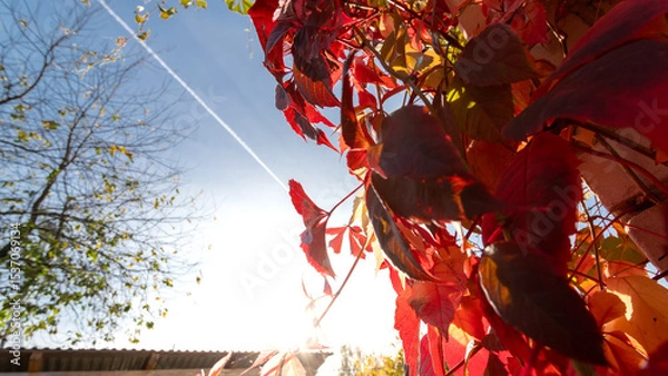 Obraz A luxurious living fence of wild grapes in all its autumn glory fiery red, purple and golden leaves create beauty in sunny autumn day..