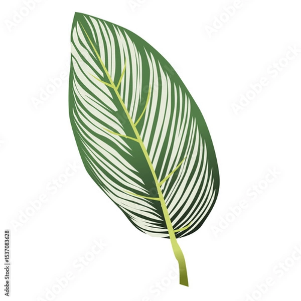 Fototapeta Vector Illustration of Calathea Leaf with Detailed Veins. Ideal for botanical designs, eco-themed visuals, and nature-inspired decor
