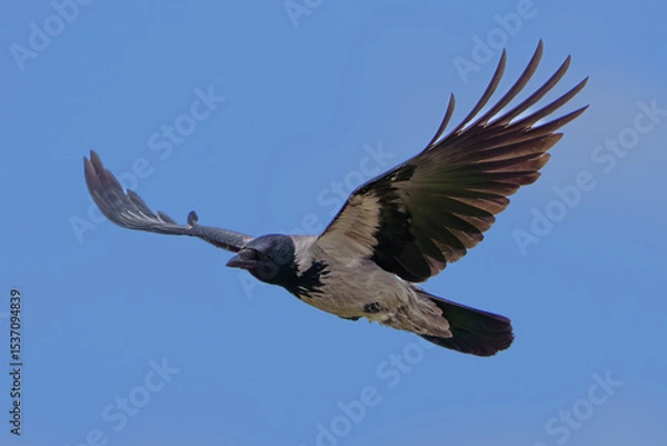 Fototapeta A Crow Soars High in the Clear Blue Sky