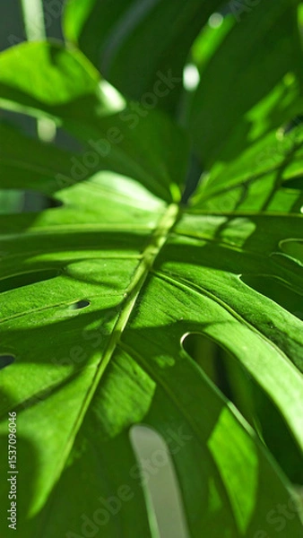 Obraz Vibrant Green Monstera Leaf Illuminated by Sunlight in a Tropical Setting Showcasing Intricate Leaf Structure and Shadow Patterns