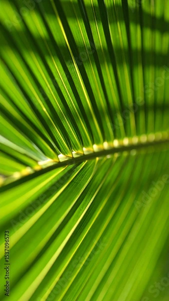 Obraz Close-up View of Green Palm Leaf Showcasing Intricate Details in Sunlight at Tropical Location