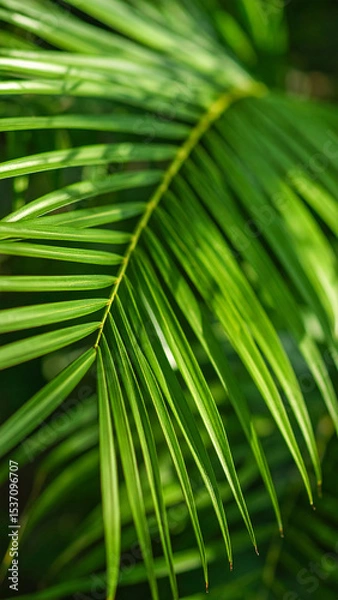 Obraz Lush Green Palm Leaves Close up Showcasing Vibrant Tropical Foliage in a Serene Natural Setting During Daylight Hours