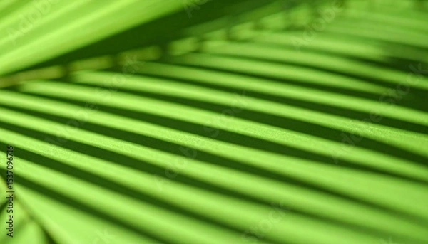 Obraz Intricate Green Palm Leaf Shadows Create a Striking Pattern on a Bright Surface in Natural Light