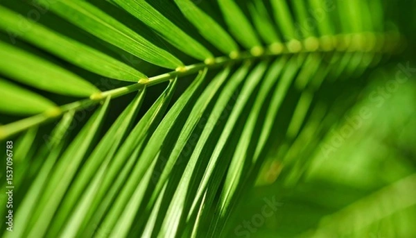 Obraz Close-up View of Vibrant Green Palm Leaves Basking in Sunlight During a Tropical Afternoon in a Lush Garden