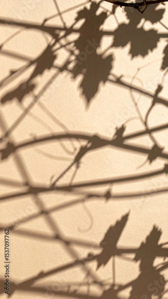 Obraz Shadows of Vines Create Intricate Patterns on a Sunlit Wall During the Afternoon