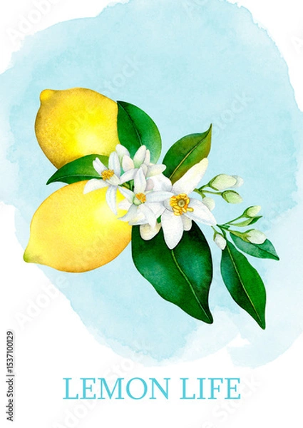 Fototapeta Watercolor poster with yellow lemons and flowers on  in Italian style