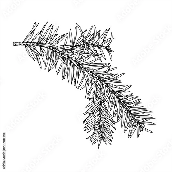 Fototapeta Monochrome vector spruce branch outline drawing. Christmas pine element line ink illustration. Fir twig illustration for holiday decorations, festive packaging, winter designs, and nature branding