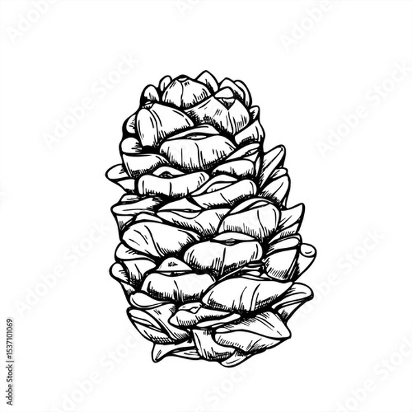 Fototapeta Pinecone or cedar cone monochrome vector illustration painted by black inks. Etching drawing of Christmas decoration symbol for nature designs, winter holiday decor, and rustic botanical branding