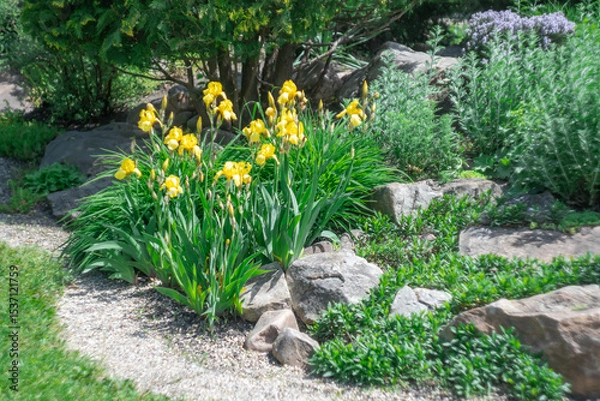 Obraz Application natural stone and yellow iris flower landscape design. Stone path in garden with bushes trees flowers. Beautiful manicured green plants in gardening. Example designers in public park.