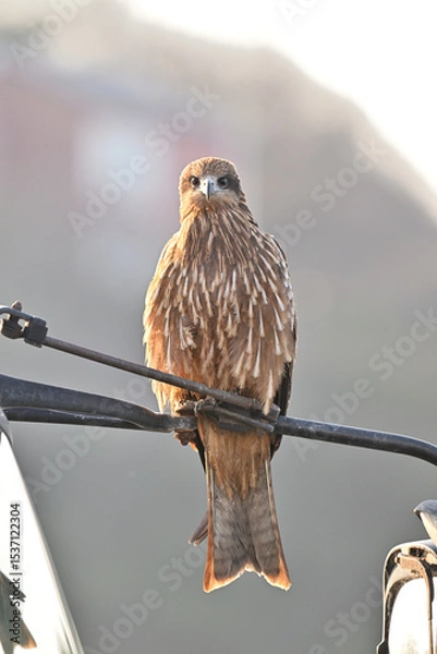 Obraz トビ　Black Kite