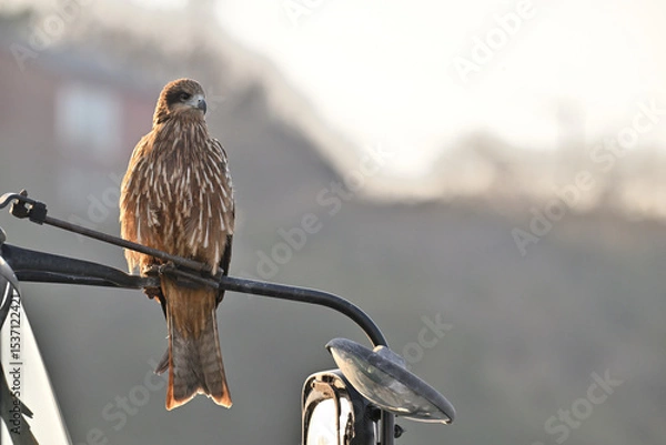 Obraz トビ　Black Kite